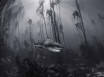 Sharpnose sevengill shark Heptranchias perlo Photograph by Tracey Jennings 