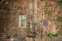 Shed overgrown by vines