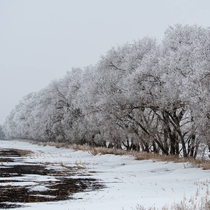 Shelter belt in North Dakota vs Freezing Fog