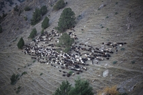 Shepherds tend to their flock Near Karavshin Batken Province Kyrgyzstan 