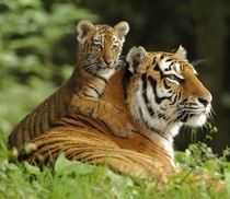 Siberian Tiger and cub