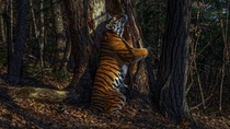 Siberian Tiger by Sergey Gorshkov