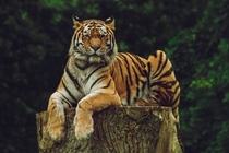 Siberian Tiger chilling on his log Photo credit to Frida Bredesen
