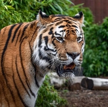 Siberian Tiger Panthera tigris altaica Colchester Zoo