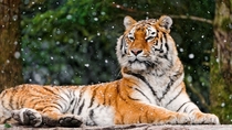 Siberian Tigress