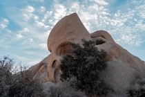 Side View of Skull Rock at Joshua Tree National Park CA   x 