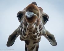 Silly giraffe 