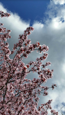 Simple Cherry Blossom 