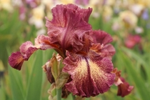 Since its winter in Ontario I present the Raspberry Fudge Tall Bearded Iris Late spring  