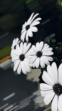 Since you guys seem to like Osteospermum the African Daisy