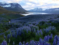 Sklanes Nature Preserve Iceland 