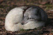 Sleeping Arctic Fox 