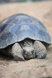 Sleeping baby Galapagos tortoise Geochelone nigra 