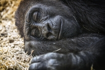 Sleeping Gorilla in Prague Zoo 
