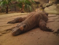 Sleeping Komodo Dragon 