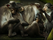 Sleepy Mangabey Monkeys Cuddle Together by Ella C Sap 