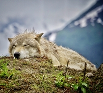 Sleepy wolf Alaska