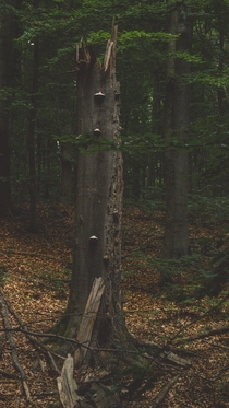 Slovakian forest 