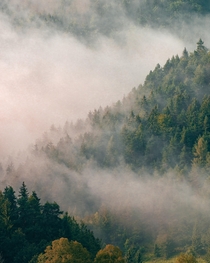 Slovenian forests are pretty cool Especially when covered in clouds OC x IG miklosjokay