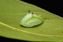 Slug Caterpillar Cup Moth Limacodidae Lucifer 