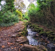 Small River in Killcarney Muckross Ireland 
