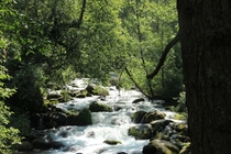 Small Stream in Manali Himachal Pradesh India 