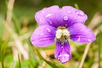 Small wild violet after a rain 
