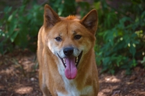 Smiling Dingo 