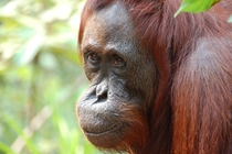 Smiling Lady - Orangutan Pongo pygmaeus Tanjung Puting NP Kalimantan 