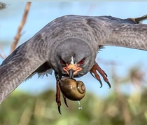 Snail Kite mid-flight carrying a large Apple Snail