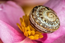 Snail on a Flower 