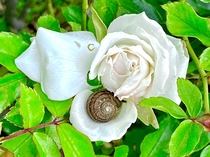 Snail snoozing in a sweet smelling rose