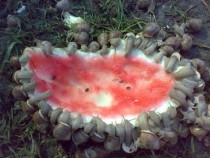 Snails eat watermelon x-post from rpics 