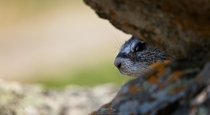 Sneaky marmot Yellostone 