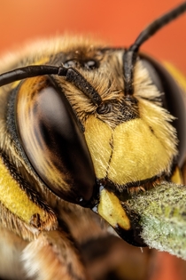 Snoozing European Wool Carder Bee XIII 