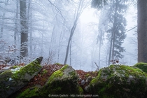 Snow and fog covering a forest in Switzerland 