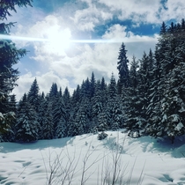 Snow capped firs in Flachau Austria  Resolution x