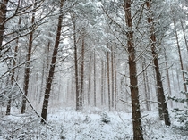 Snow falling between the trees Estonia 