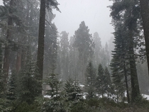 Snow falling in Sequoia National Park Ca OC  x 