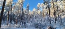 Snow-flocked trees in the Black Hills of South Dakota 