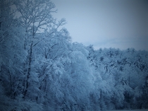 Snow frosting North Carolina trees at dawn 