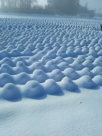 Snow in a cabbage field