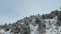 Snow in the High Desert - Reno NV  x