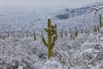 Snow in the Sonoran Desert Arizona Photo azIllustrated 
