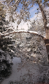 Snow in the trees Colorado USA 