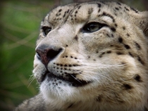 Snow Leopard  by Loch Schneider