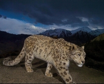 Snow leopard in Ladakh India