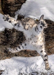 Snow leopard mid-leap