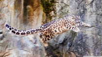 Snow Leopard mid leap