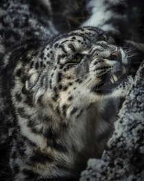 Snow Leopard Panthera uncia 